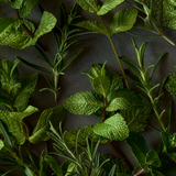 Otella Concentrate Cooling Body Spray - Marathon Size